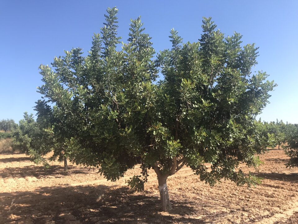 Arbol adulto algarrobo ceratonia silicua
