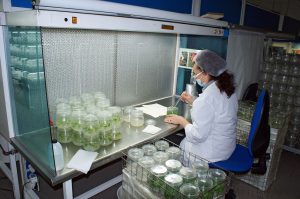 laboratorio in vitro