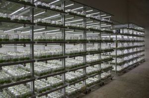laboratorio in vitro