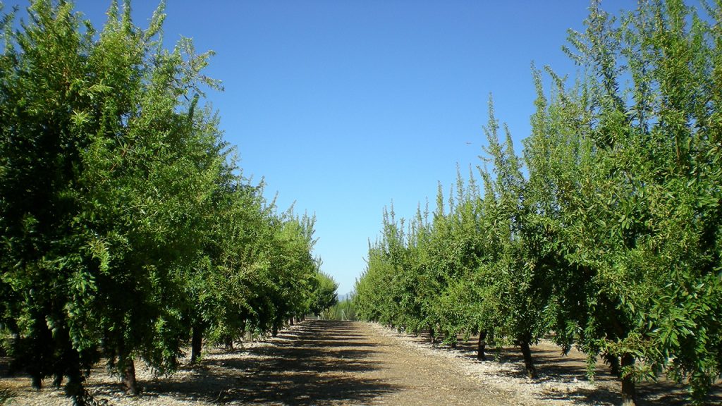 plantas de almendro