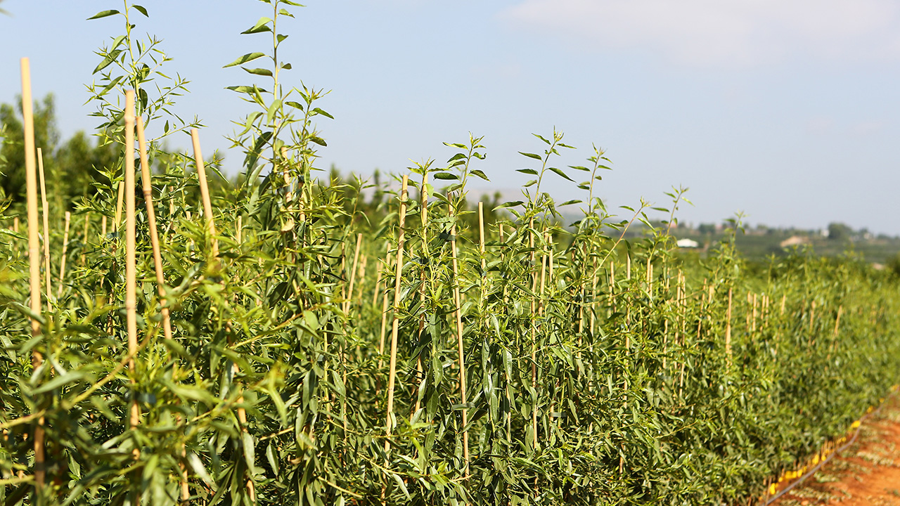 hernandorena finca vivero