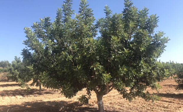 Arbol adulto algarrobo ceratonia silicua